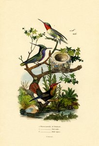 Colibríes de French School